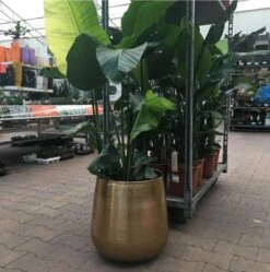 Gina Da Bloempot Karakter Goud - XL -Tuin En Buiten 1191x1200 2