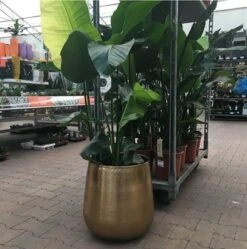 Merkloos Bloempot Karakter Goud - L -Tuin En Buiten 1191x1200 3