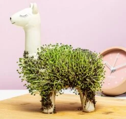 Gift Republic Lama Bloempot Met Zaadjes 10 Gift Republic Lama Bloempot Met Zaadjes -Tuin En Buiten 1200x1137 1