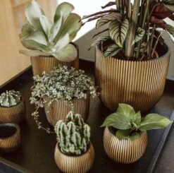 Capi Europe - Bloempot Bol Groove - 23x21 - Goud - Bloempot Voor Binnen - BGVGB134 -Tuin En Buiten 1200x1191 4