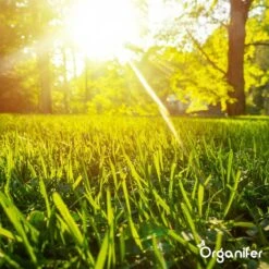 Gazonmest All-In-One (20Kg - Voor 400m2) Voor Een Diepgroen Sterk Gazon Zonder Mos En Onkruid - Complete Meststof Met Kalk En Grasversterker - Organifer -Tuin En Buiten 1200x1200 447