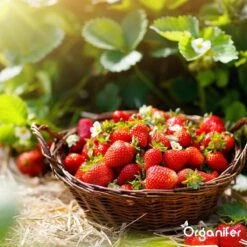 Lavagruis Uit Eifel Oergesteente (20Kg Voor 200m2) Grof Lavameel 0-2mm - Organifer -Tuin En Buiten 1200x1200 450