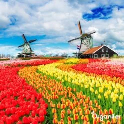 Lavagruis Uit Eifel Oergesteente (20Kg Voor 200m2) Grof Lavameel 0-2mm - Organifer -Tuin En Buiten 1200x1200 451