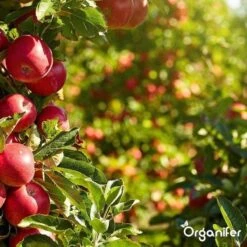 Lavagruis Uit Eifel Oergesteente (20Kg Voor 200m2) Grof Lavameel 0-2mm - Organifer -Tuin En Buiten 1200x1200 457