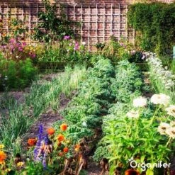 Lavagruis Uit Eifel Oergesteente (20Kg Voor 200m2) Grof Lavameel 0-2mm - Organifer -Tuin En Buiten 1200x1200 461