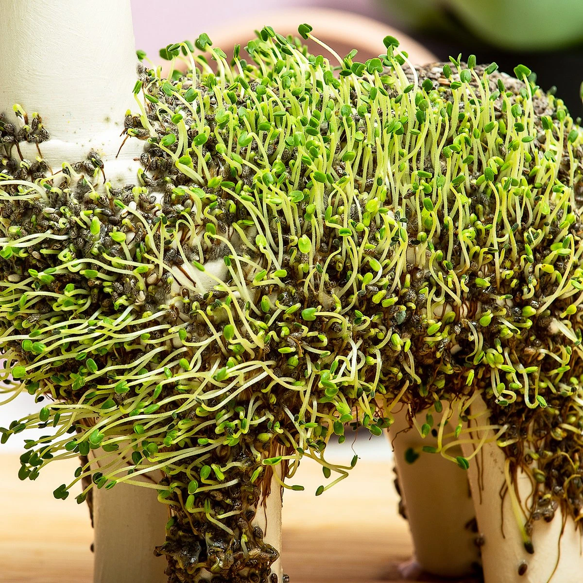 Gift Republic Lama Bloempot Met Zaadjes 4 Gift Republic Lama Bloempot Met Zaadjes - Afbeelding 2