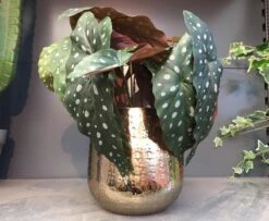 Gina Da Bloempot Karakter Goud - XL -Tuin En Buiten 1200x984 1