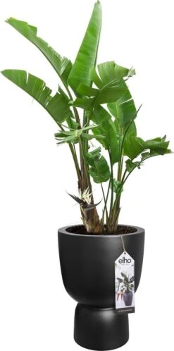 Elho Pure Coupe 41 - Bloempot Voor Binnen & Buiten - Ø 41.3 X H 57.9 Cm - Zwart/Zwart 21 Elho Pure Coupe 41 - Bloempot Voor Binnen & Buiten - Ø 41.3 X H 57.9 Cm - Zwart/Zwart -Tuin En Buiten 595x1200 3
