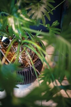 Capi Europe - Vaas Elegant Laag Groove NL - 46x58 - Goud - Voor Binnen En Buiten - KGVGB783 13 Capi Europe - Vaas Elegant Laag Groove NL - 46x58 - Goud - Voor Binnen En Buiten - KGVGB783 -Tuin En Buiten 799x1200 24