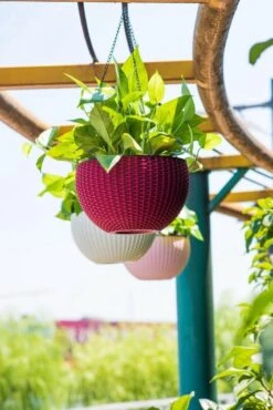 Hangpot Kunststof – Bloempot Hangend – Binnen & Buiten- Plantenhanger –Incl. Afvoerstop – 26 Cm - Zwart -Tuin En Buiten 801x1200 6