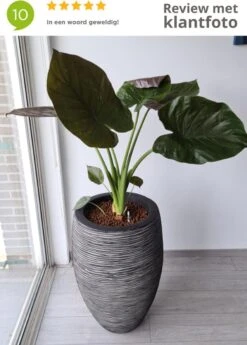 Capi Europe - Vaas Elegant Deluxe Rib NL - 40x60 - Antraciet - Voor Binnen En Buiten - KOFZ1131 -Tuin En Buiten 858x1200