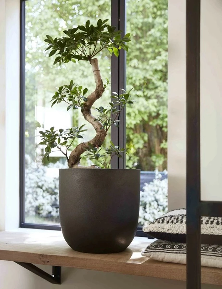 Capi Europe - Bloempot Bol Smooth NL - 35x34 - Zwart - Voor Binnen En Buiten - KBL932 5 Capi Europe - Bloempot Bol Smooth NL - 35x34 - Zwart - Voor Binnen En Buiten - KBL932 - Afbeelding 3