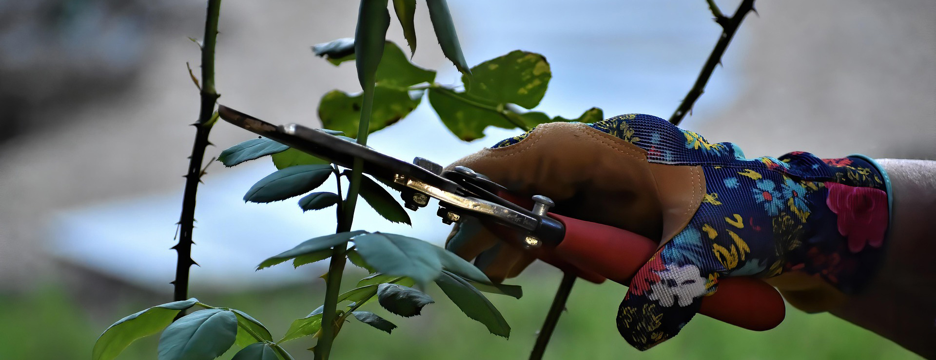 Voorkant -Tuin En Buiten rose pruning 7470829 1920